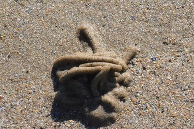 Directly above shot of human feet on sandy beach