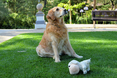 Dog sitting in lawn