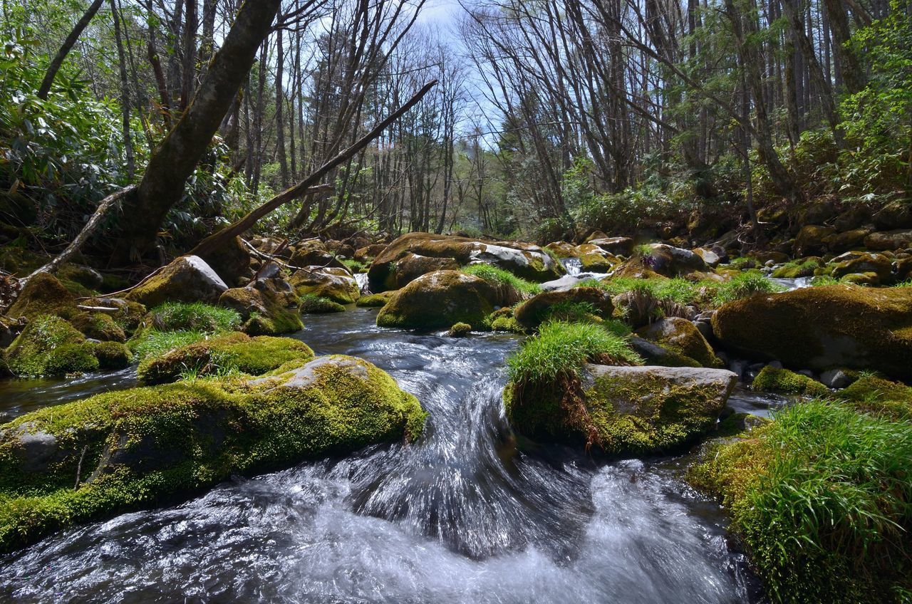 SCENIC VIEW OF STREAM FLOWING IN FOREST