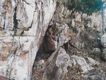 Full frame shot of tree trunk