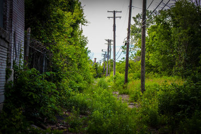 Trees and plants