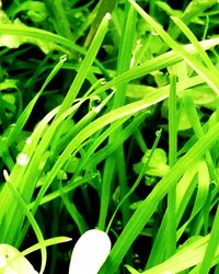 Full frame shot of plants