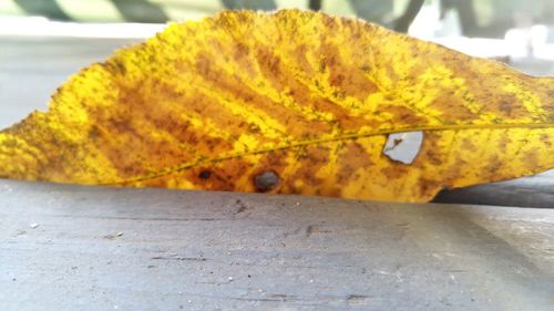 Close-up of yellow leaf