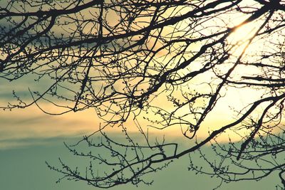 Low angle view of silhouette tree against sky