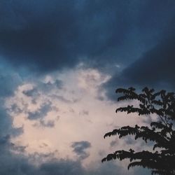 Low angle view of tree against sky at sunset