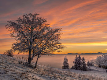 Bare tree on snow covered field against sky during sunset