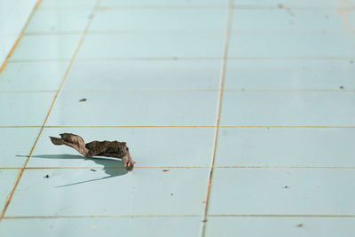 High angle view of bird on floor