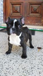 Portrait of black dog