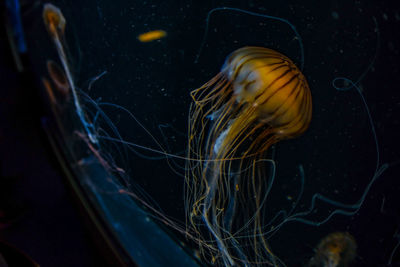 Close-up of jellyfish swimming in sea