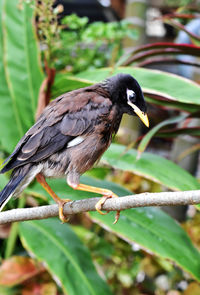 Close-up of bird perching on plant