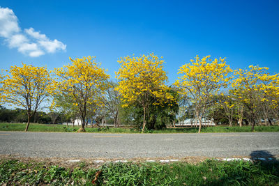 View of trees in autumn