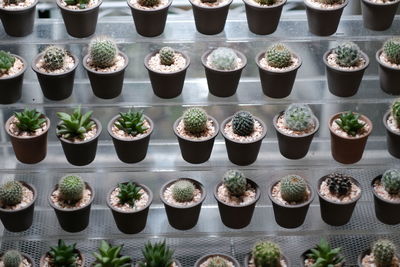 High angle view of potted plants