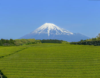 Scenic view of field against clear sky