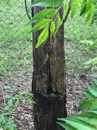 Close-up of tree trunk in forest