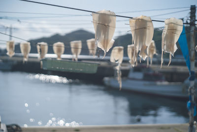 Squid drying like laundry at yobuko fishing port, karatsu city, saga prefecture.
