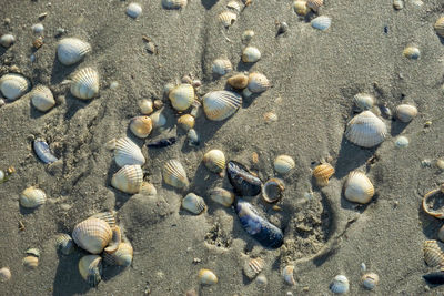 High angle view of shells on beach