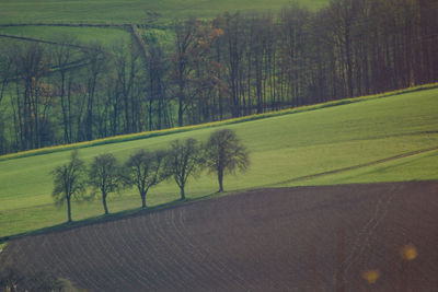 Scenic view of field