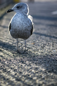 Close-up of bird perching on land