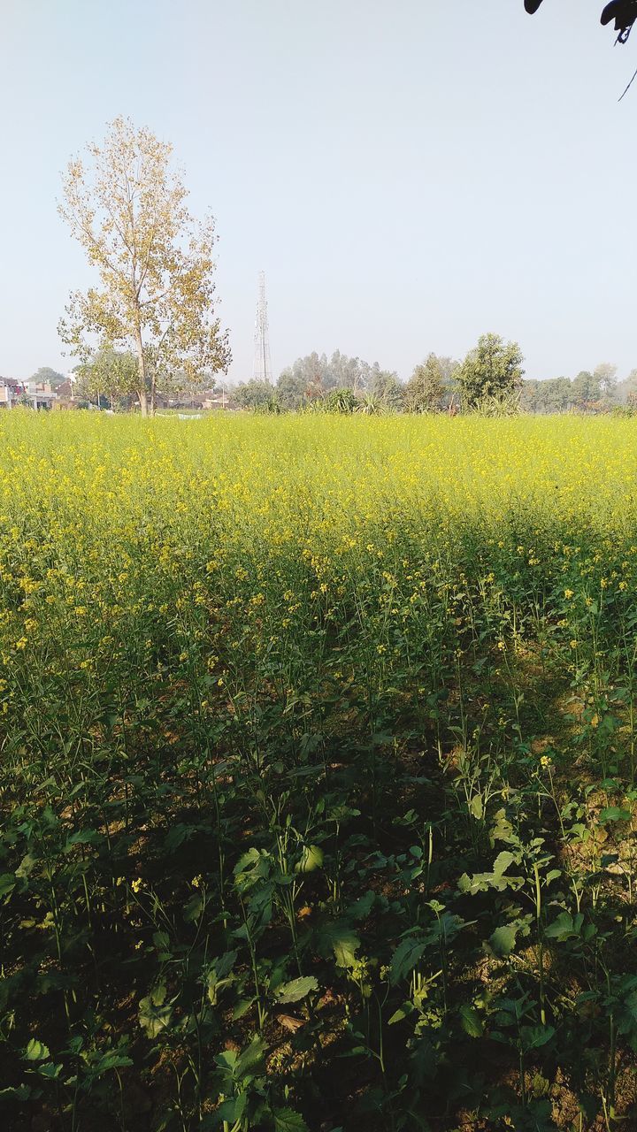 YELLOW FLOWERS GROWING ON FIELD