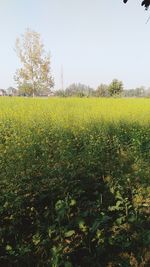 Scenic view of field against clear sky