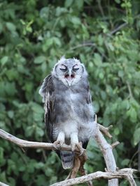 Portrait of bird perching on tree