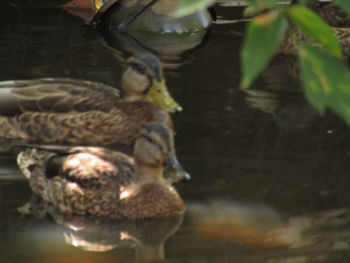 Close-up of duck swimming in lake