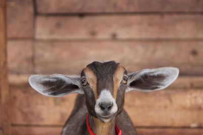 Close-up portrait of goat against wall