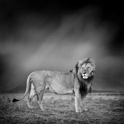 Dramatic black and white image of a lion on black background