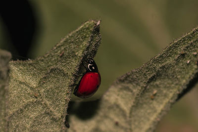 Close-up of ladybug on tree