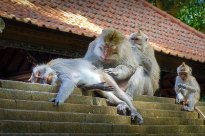 Low angle view of monkeys against blurred background