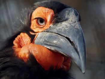 Close-up of a hornbill