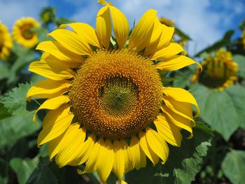 Close-up of sunflower