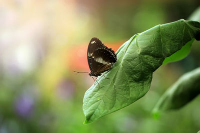 Close-up of butterfly on leaf