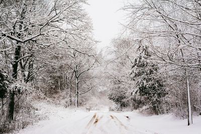 Trees on snow covered landscape