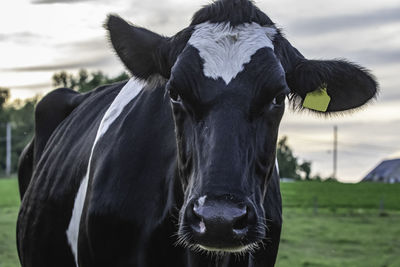 Close up of a black and white holstein dairy cow