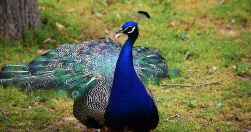 Close-up of peacock on field