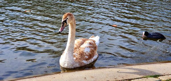 Swan floating on lake