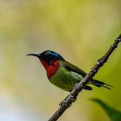 Close-up of bird perching on branch