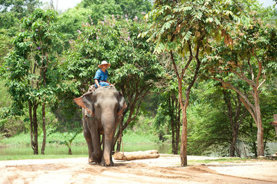 Full length of man riding elephant in park