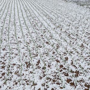 Full frame shot of agricultural field