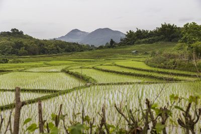 Scenic view of rice field against sky