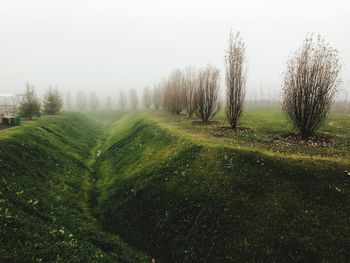 Trees on field against sky