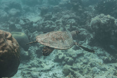 Fish swimming in sea