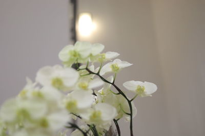 Close-up of flowers against blurred background