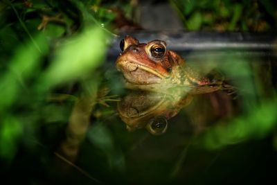 Close-up of turtle swimming in water