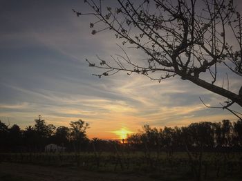 Trees against sky during sunset