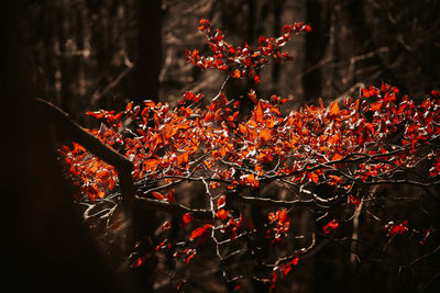 Close-up of red berries on barbecue grill