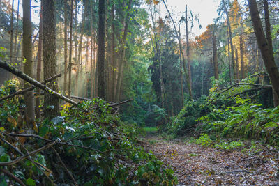 forest