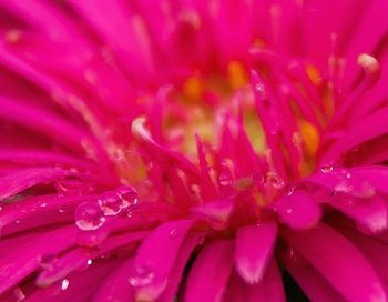 Full frame shot of pink flower