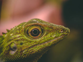 Close-up of a lizard